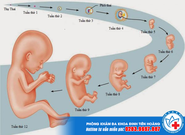Quá trình phát triển của thai nhi 3 tháng đầu - Kỳ diệu cuộc sống