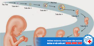 Quá trình phát triển của thai nhi 3 tháng đầu - Kỳ diệu cuộc sống
