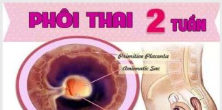 Phôi thai tuần thứ 2 có hình dạng như thế nào? Chăm sóc thai kỳ