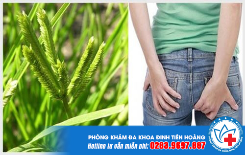 Hướng dẫn cách chữa bệnh trĩ bằng cỏ mần trầu đạt hiệu quả cao